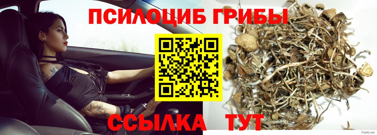 Галлюциногенные грибы прущие грибы  Вход с VPN  Волгоград  Галлюциногенные грибы Magic Shrooms 